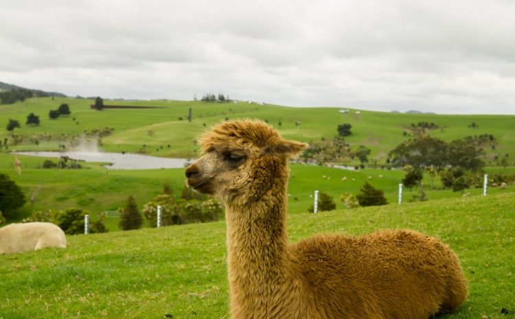  No drama, lama