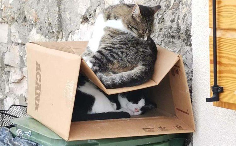  Zbiranje hrane za zapuščene muce otoka Krapnja